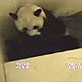 Panda Behavior: Denning
