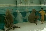 Weird True & Freaky: Marine Mammal Musicians