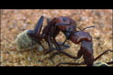 Buggin' With Ruud: Dune Ant
