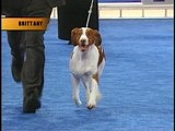 AKC/Eukanuba: Johnny the Brittany