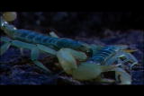Buggin&rsquo; With Ruud: Scorpion Survival