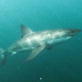 Sharkman: Vertical Attack