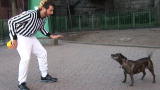 Puppy Bowl V: Dog Park