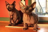 What's To Love: Sphynx Cat