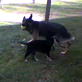 Bissell Pet Games Week 6: Niala and Lurch Playing