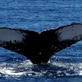 Whale Wars: Coming November 2008