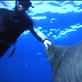 Discovery Promos: 15 Sec Shark Week Promo - Deadly Stripes