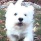 Breed All About It: West Highland White ...