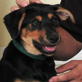Petfinder: How to Curb Puppy Mouthing