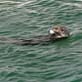 MythBusters: Sea-Otter Shenanigans