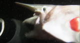 Quest for the Goblin Shark: Deep Bite