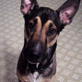 Bissell Pet Games Week 5: Holding Trick