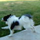 Bissell Pet Game Week 5: Tag with Toulouse and Matisse