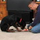 Petfinder: Down