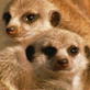 Meerkats Unmasked: Joining the Mob