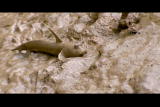 Corwin's Quest: Mangrove Mudskipper