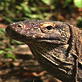Nature's Perfect Predators: Komodo Dragon