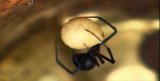 Buggin&rsquo; With Ruud: Redback Spider
