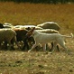 Breed All About It: Herding Group