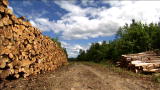 American Loggers: Wood Stacking Done Right