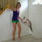 Bissell Pet Games Week 4: Husky the Acrobat