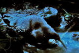 Fooled by Nature: Spiny Anteater