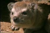 Fooled by Nature: Miniature Mammals