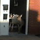 Untamed and Uncut: Deer Jumps Into Apartment