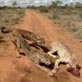 Mutual of Omaha's Wild Kingdom: 7. Feeding Hungry Cheetahs