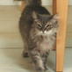 Petfinder: Caring for Your Aging Pet