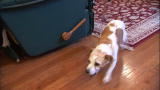 It's Me or The Dog: Sibling Rivalry