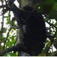 Jane Goodall: Trials of Motherhood