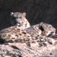 play video on Discovery Channel