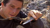 Man vs. Wild: Scorpion Lunch