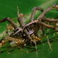 Killer Clips: Angry Ants Kill Giant Insects