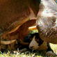 Wild 100: Jessica the Hippo