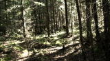 Survivorman 3 Shorts: Saved by the Trail