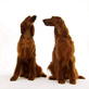 Dogs 101: Irish Setter
