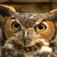 Spring Watch U.S.A.: The Owls of Spring