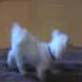 Hilarious Dogs: Fetch Me a Tissue