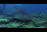 Perfect Predators Shorts: Bull Shark Fresh Water