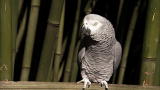 Most Outrageous: Einstein the Parrot