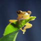 The Vanishing Frog: The Vanishing Frog