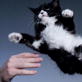 Time Warp Slow Motion Clips: Cat Landing