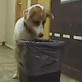 Bissell Pet Games Week 4: Good Karma Lends a Paw