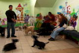 Planet's Best: NY Dog Daycare