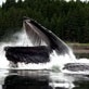 Natural Born Winners: Way of the Humpback