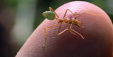 Buggin' With Ruud: Weaver Ants