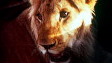 A Lion Called Christian: Christian's First Night in Africa