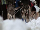 Iditarod: A Tough Journey for Dogs